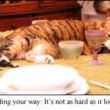 cat 1