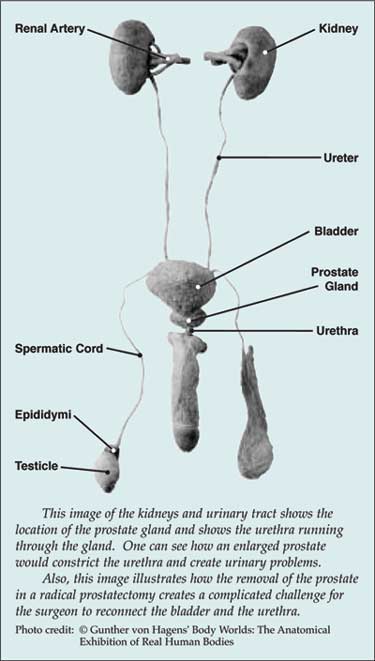 kidney urinary tract