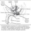 prostate anatomy