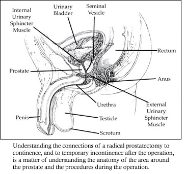 prostate anatomy