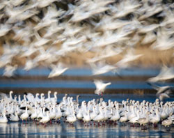 homepage flock of birds