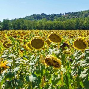 David Taylor Sunflowers