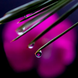 Oldfield Flower in Drop 2