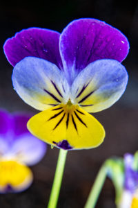 Oldfield Pansy