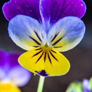 Oldfield Pansy