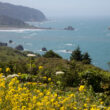 Dan yellow flowers Oregon Coast