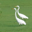 FV 2 white egrets
