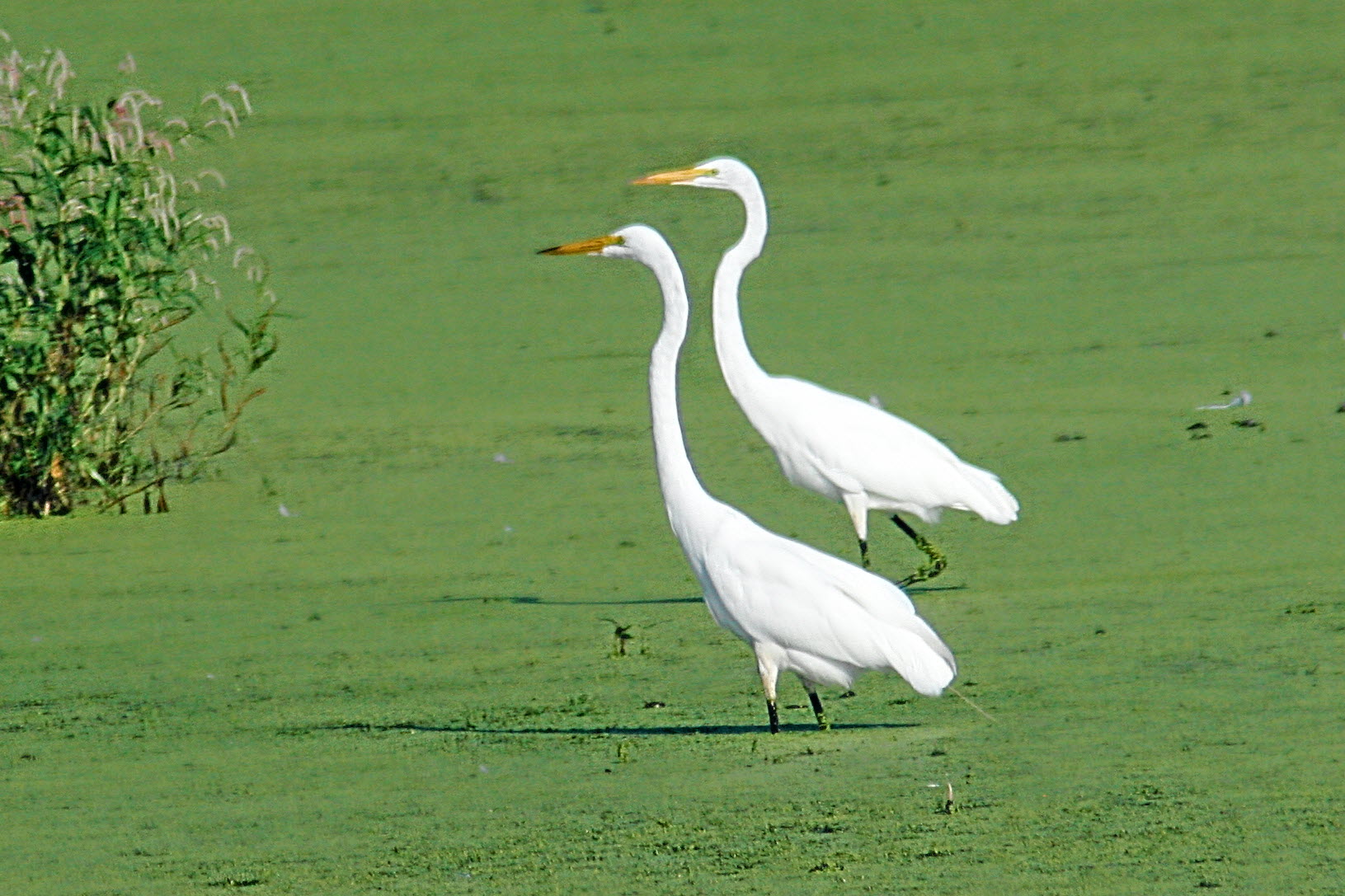 Efficacy Of Pelvic Floor Exercise For Postprostatectomy Urinary