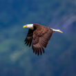 P5A Dan eagle in flight