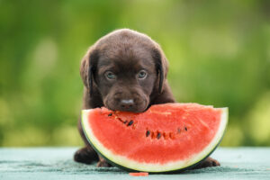 Choc. lab puppy eating watermelon Back Cover