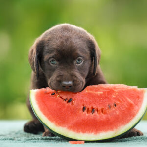 Choc. lab puppy eating watermelon Back Cover