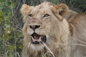 AP5 lion