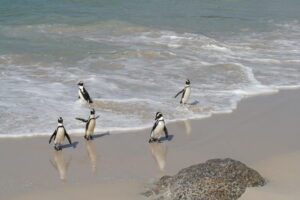 P12B Penguins