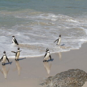 P12B Penguins