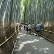 curved bamboo