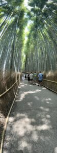 curved bamboo
