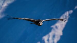 small file bird PeruC