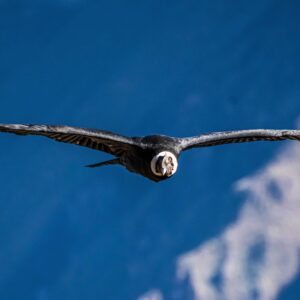 small file bird PeruC