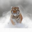 small tiger in snow