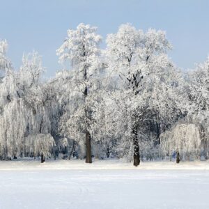 small winter trees
