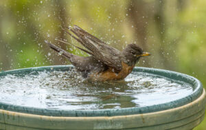 Dan Bird and birdbath