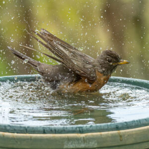 Dan Bird and birdbath