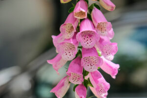 Taylor Pink Bells flowers