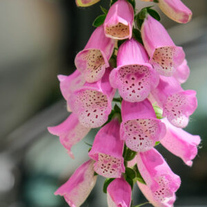 Taylor Pink Bells flowers