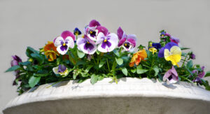 Taylor pansies