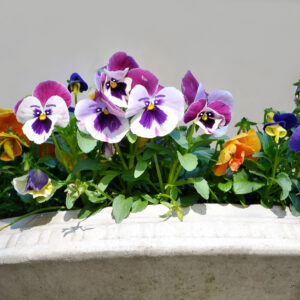 Taylor pansies