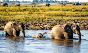 Africa 1 7