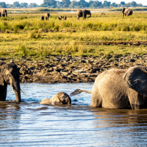 Africa 1 7