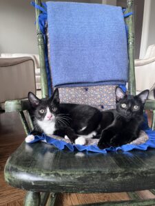 Choc and Ringo