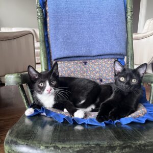 Choc and Ringo