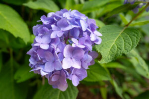 Dan Cape Cod hydrangea