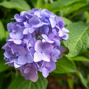 Dan Cape Cod hydrangea