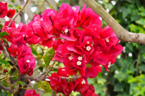 Taylor red flowers